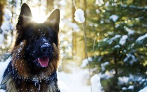 Хроника происшествий: Собака спасла жизнь хозяину