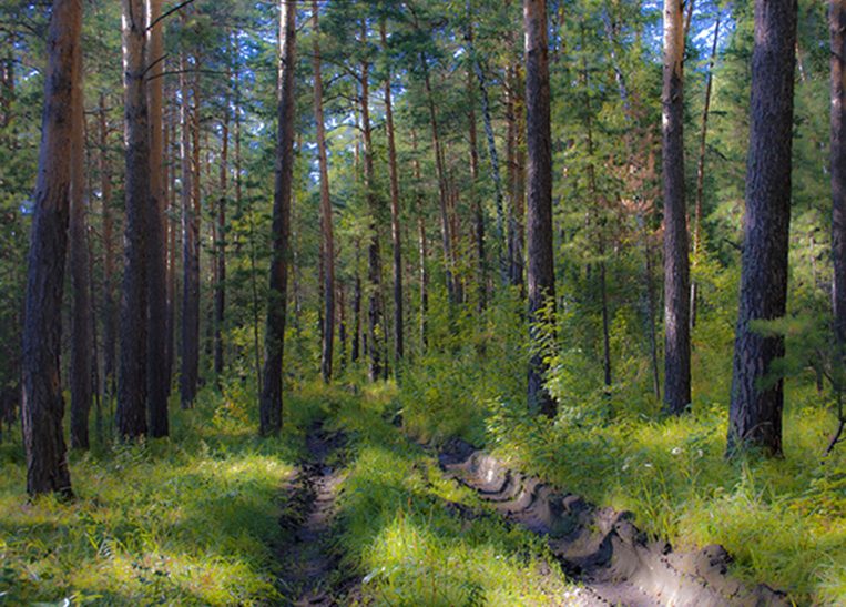 Сосны шумят