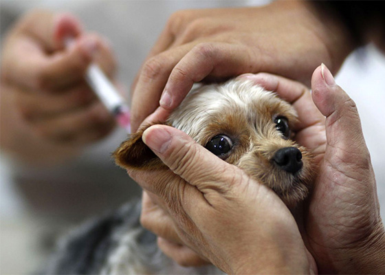 В Лиозно проводится бесплатная вакцинация домашних животных от бешенства